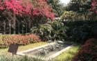 The famed Botanical garden of Thomas Edison estate , Lee County, FL 