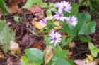Natural woodland galore near Mora Minnesota!