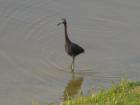 abundant variety of birds occupy the coastal region