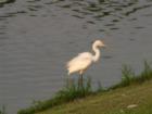 Egret.. full of grace and beauty on her tall legs 
