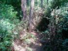 Canfield walking trail, Sunset Drive area