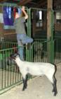 Livestock Barn at the Oakland County 4-H Fair
