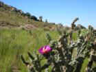 Desert in Bloom