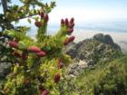 The View from the top of the Sandias