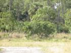 Nursery in Loxahatchee, Florida