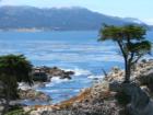 lone cypress