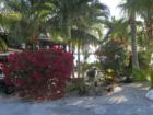 Flowers bordering another site at Blue Water Key