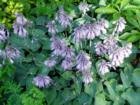 Hostas in bloom, Bellingham Washington