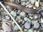 Washington wildlife