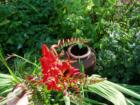 Crocosmia Lucifer, Bellingham Washington
