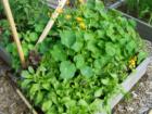Herbs, Bellingham Washington