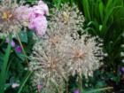 Spent alliums, Bellingham Washington