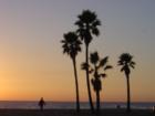 Santa Monica palm trees
