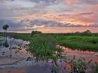 View of Paynes Prairie from US 441 in Gainesville, Florida
