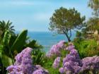 Beautiful Flowers of Laguna Beach
