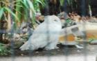 Cape May Zoo