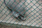 Cape May Zoo