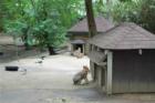 Cape May Zoo