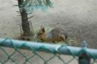 Cape May Zoo