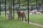 Cape May Zoo