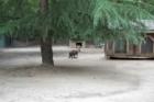 Cape May Zoo