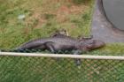 Cape May Zoo