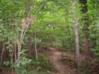 Wesley Heights abuts Glover Archibald park, with its hiking trails, stream and even a few beaver dams.  Dogs love it!