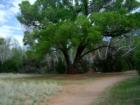 Red Rocks State Park - Sedona, A beautifu tree along the Kiswa Trail just before the fork to the Apache Fire Loop Trail.  I understand that many weddings took place under this tree.