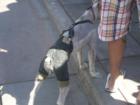 Even the dogs can get dressed to parade around on 3rd Street Promenade at this clothing shops for pets.