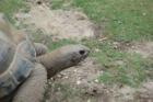 Cape May Zoo