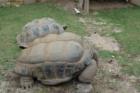 Cape May Zoo