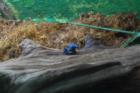 Cape May Zoo