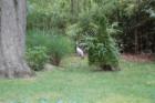 Cape May Zoo