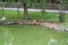 Cape May Zoo