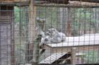 Cape May Zoo