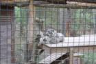 Cape May Zoo