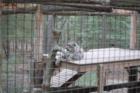 Cape May Zoo