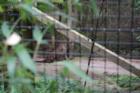 Cape May Zoo
