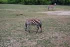 Cape May Zoo