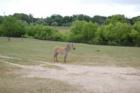 Cape May Zoo