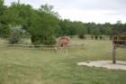 Cape May Zoo