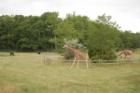 Cape May Zoo
