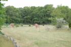 Cape May Zoo
