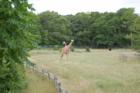 Cape May Zoo