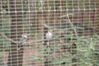 Cape May Zoo
