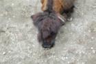 Cape May Zoo