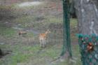 Cape May Zoo