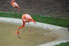 Cape May Zoo
