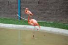 Cape May Zoo