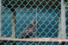 Cape May Zoo